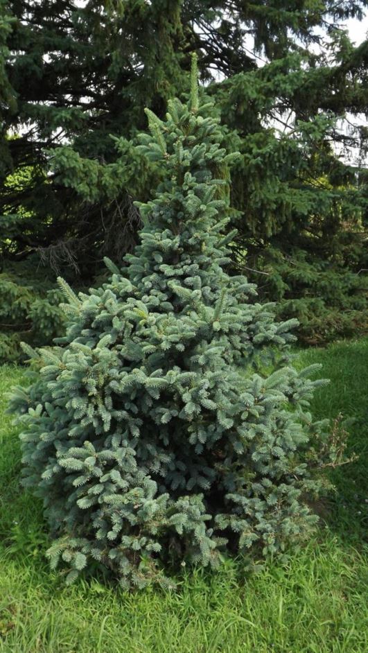 Picea asperata var. heterolepis - redtwig dragon spruce