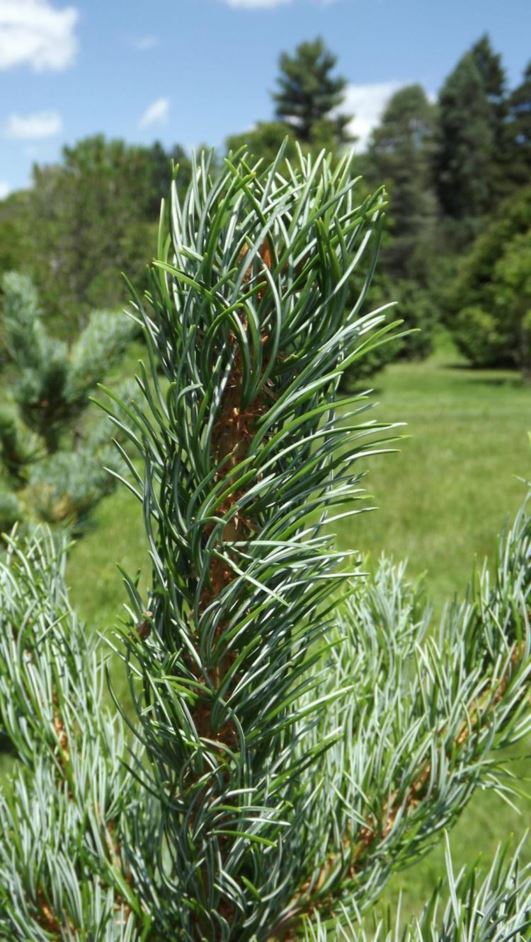 Pinus parviflora 'Watnong' - Watnong Japanese white pine
