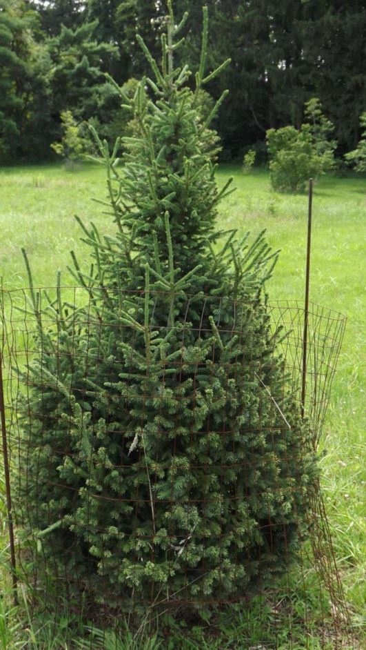 Picea likiangensis var. hirtella - variety of Lijiang spruce