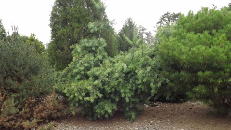 Pinus strobus 'Bennett Contorted' - Bennett Contorted eastern white pine
