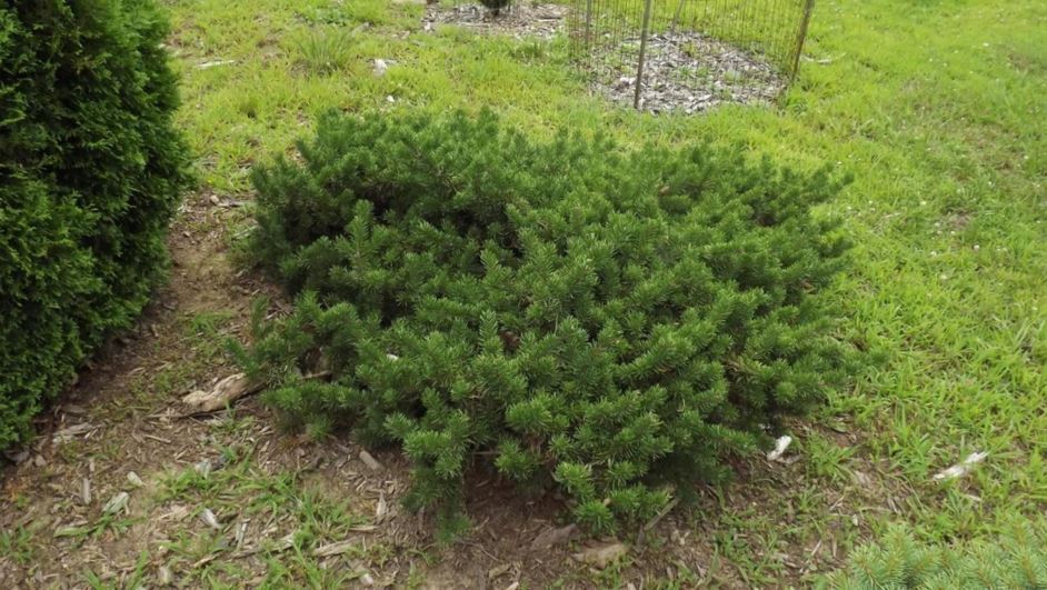 Pinus banksiana 'Pine Glen' - Pine Glen jack pine