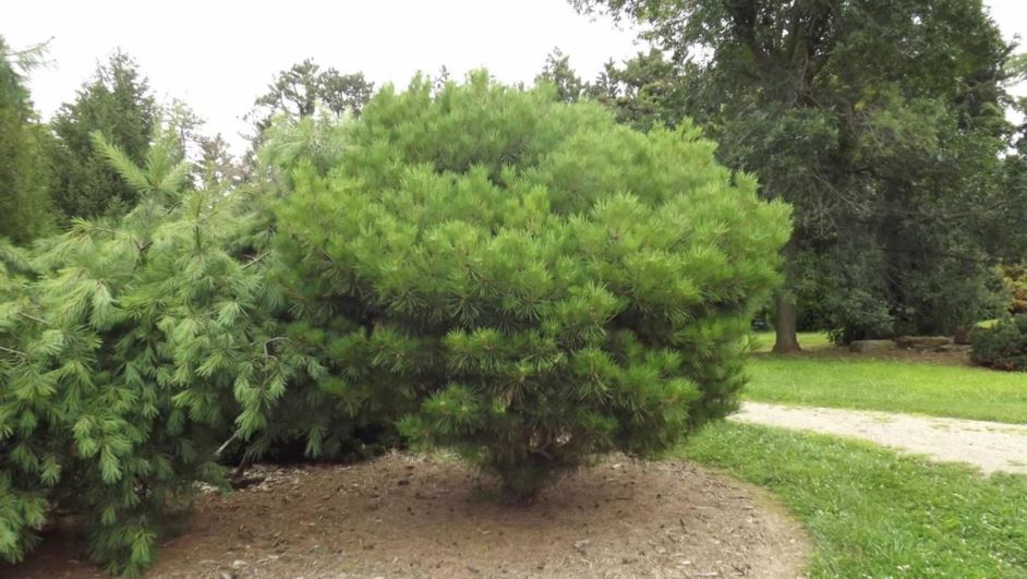 Pinus densiflora 'Soft Green' - Soft Green Japanese red pine