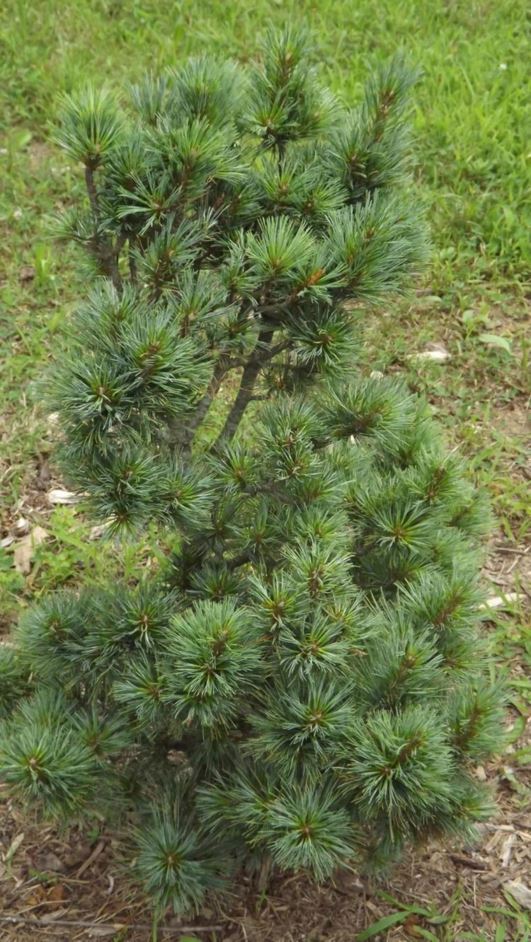 Pinus monticola 'Raraflora' - Raraflora western white pine