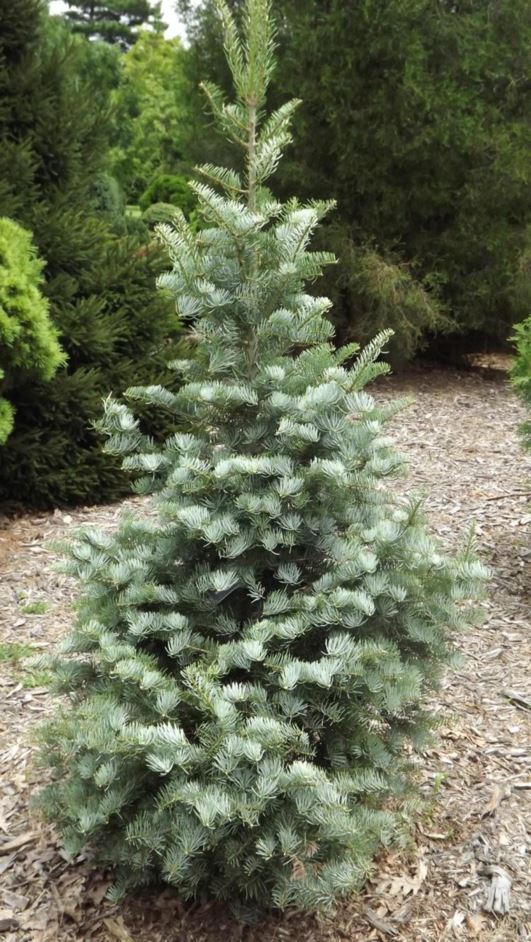 Abies concolor 'Wavecrest Silver' - Wavecrest Silver white fir