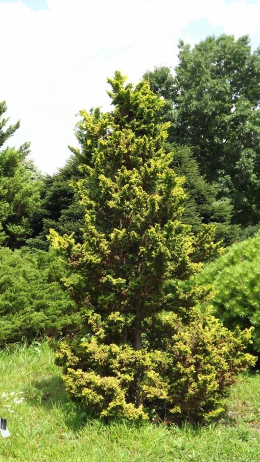 Chamaecyparis obtusa 'Kojolcohiba' - Kojolcohiba hinoki false cypress