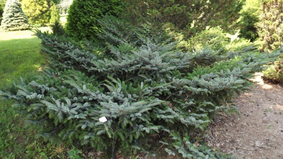 Picea alcoquiana 'Howell's Dwarf' - Howell's Dwarf Alcock spruce