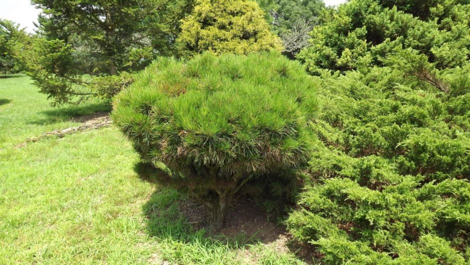 Pinus densiflora 'Rata' - Rata Japanese red pine