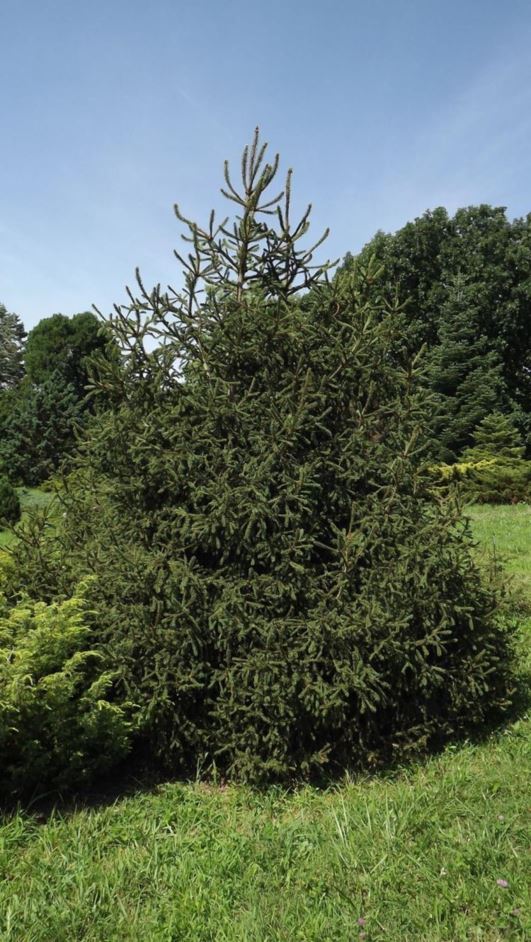 Picea orientalis 'Raraflora Fluke' - Raraflora Fluke oriental spruce