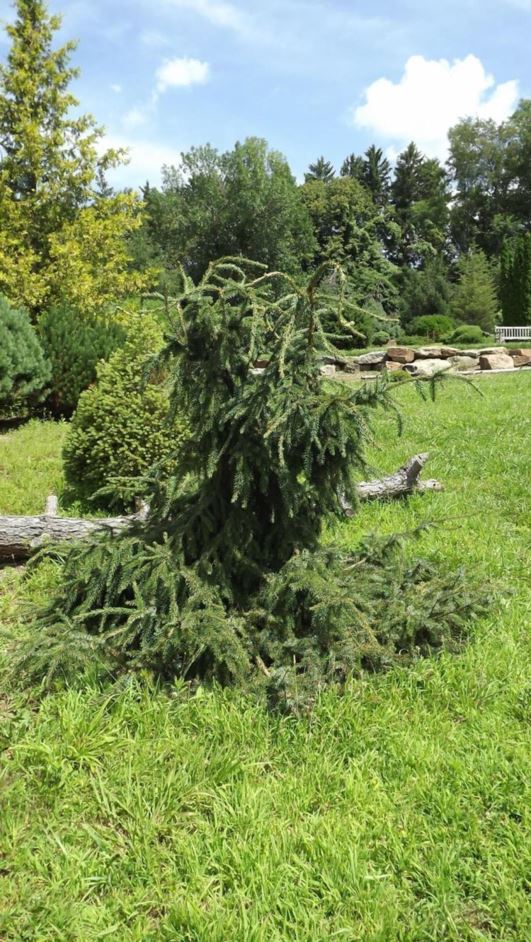 Picea omorika 'Kuck Weeping' - Kuck Weeping Serbian spruce