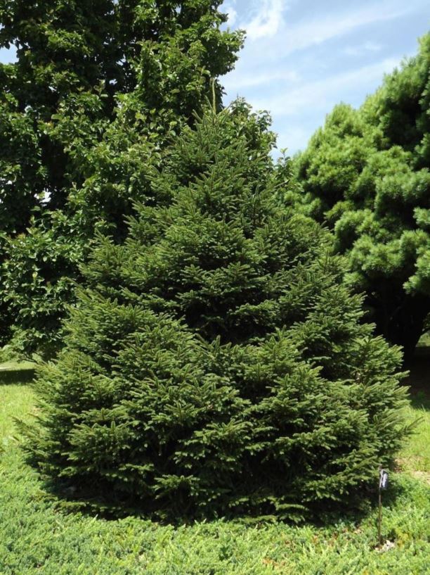 Picea abies 'Sherwood Gem' - Sherwood Gem Norway spruce