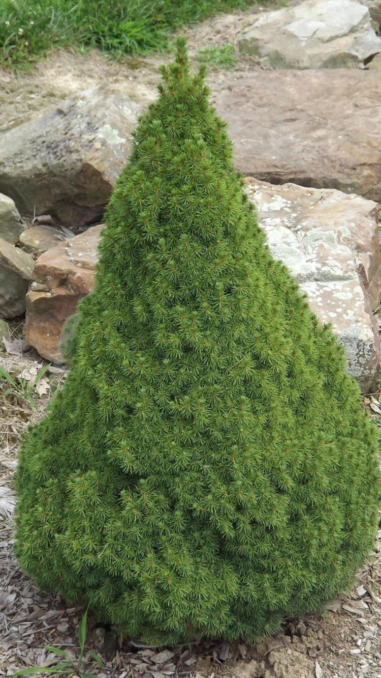 Picea glauca 'Ed Hirle' - Ed Hirle white spruce