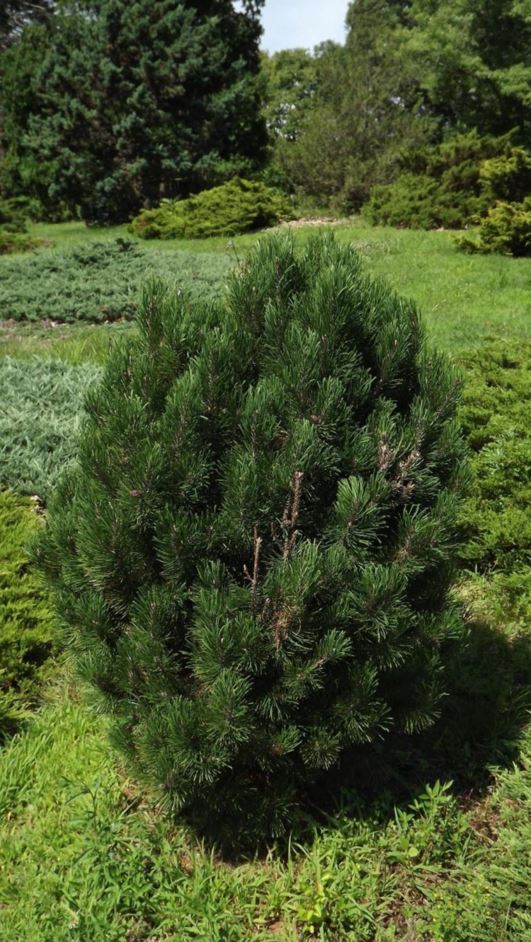 Pinus mugo 'Lew Hill' - Lew Hill mugo pine, Lew Hill Swiss mountain pine