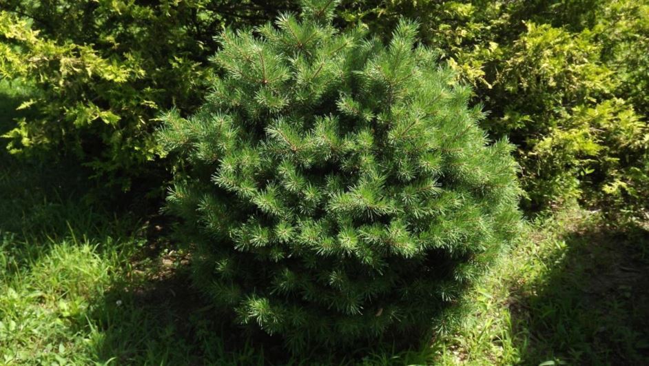 Pinus sylvestris 'Dana Kellerman' - Dana Kellerman Scots pine