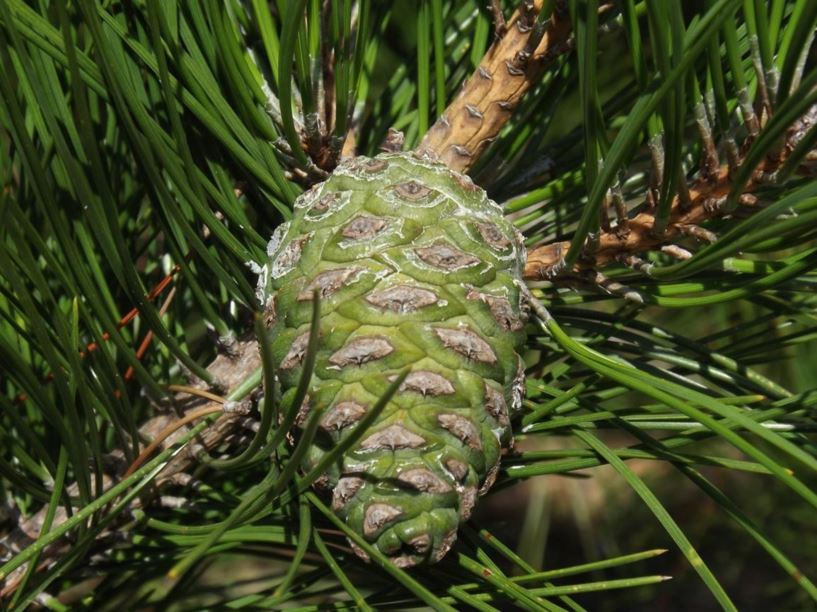 Pinus tabuliformis - Chinese pine, Chinese red pine