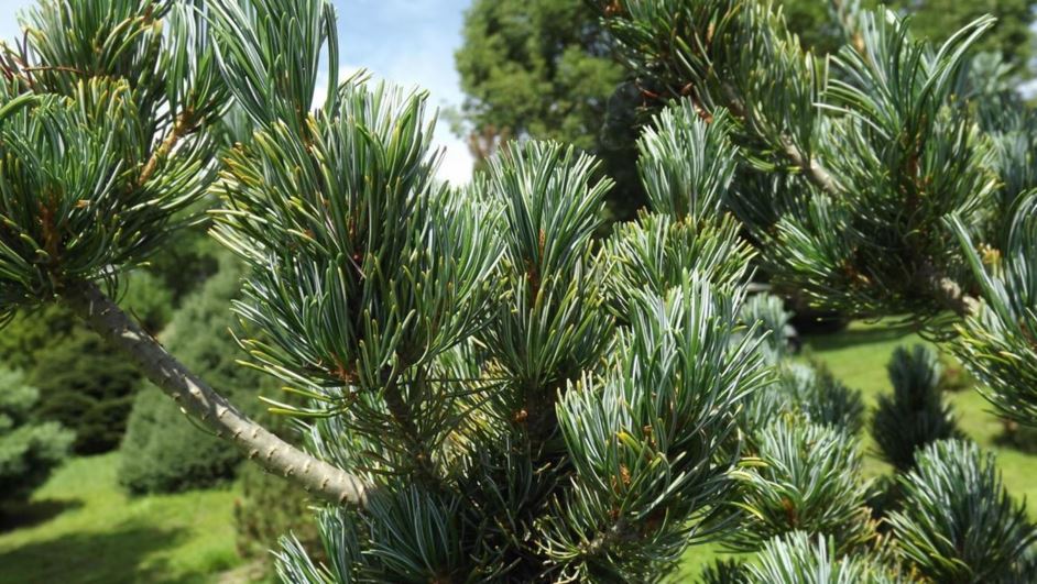 Pinus parviflora 'Aoba jo' - Aoba jo Japanese white pine