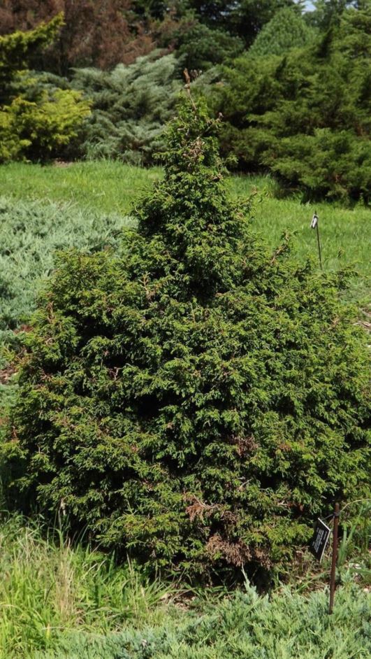 Chamaecyparis obtusa 'Torulosa' - twisted hinoki false cypress