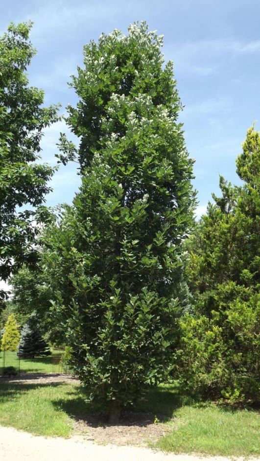 Quercus robur 'Fastigiata Cupressinoides' - cypress pyramidal English oak