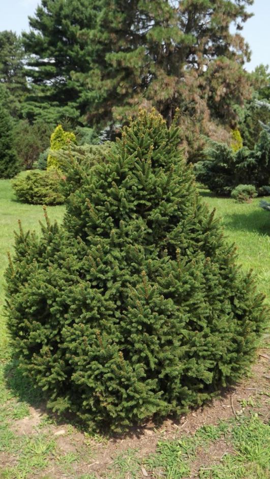 Picea abies 'Highlandia' - Highlandia Norway spruce