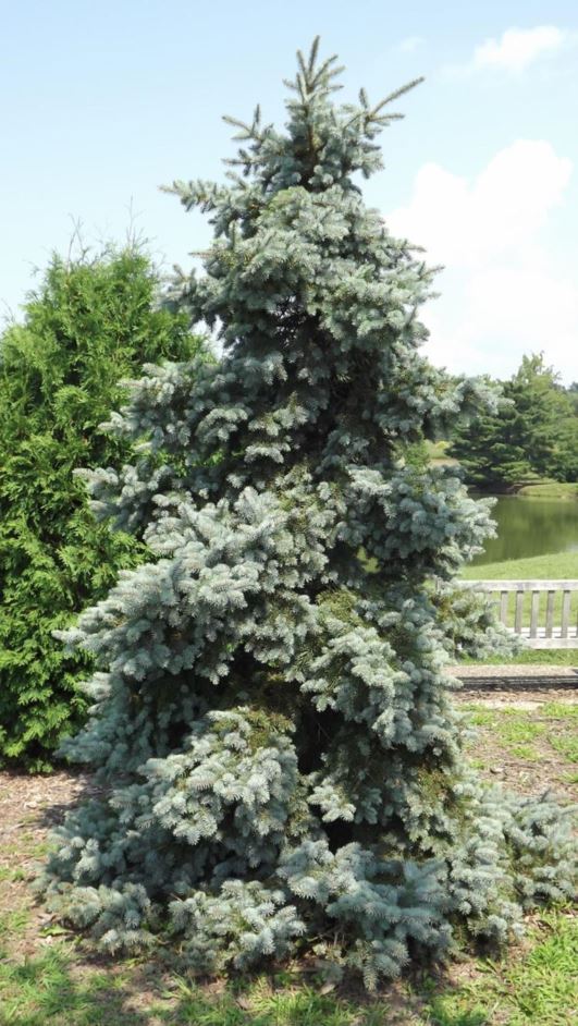 Picea pungens 'Shilo Weeping' - Shilo Weeping Colorado blue spruce