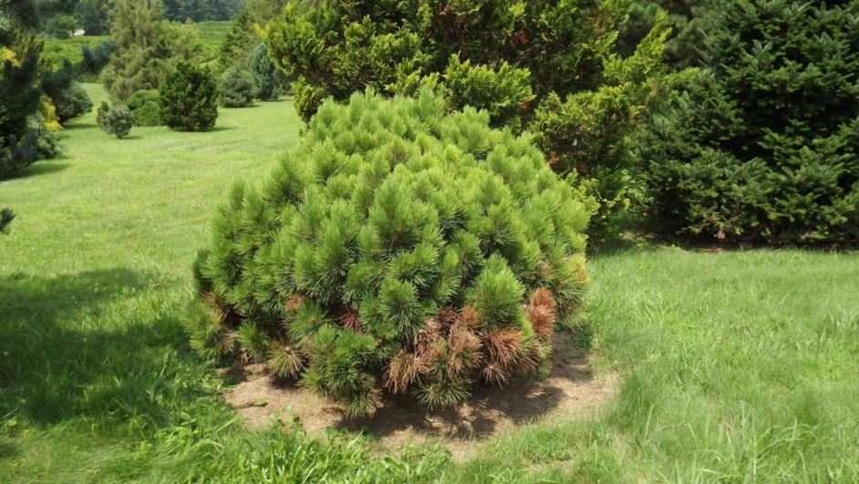 Pinus resinosa 'Quinobequin' - Quinobequin red pine