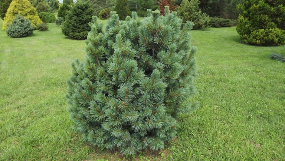 Pinus monticola 'Crawford' - Crawford western white pine