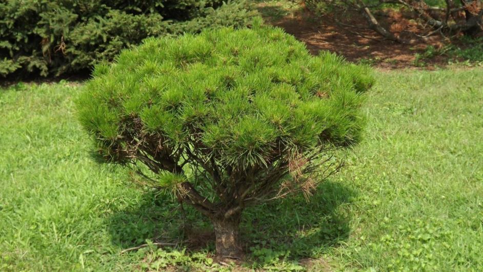 Pinus densiflora 'Alice Verkade' - Alice Verkade Japanese red pine