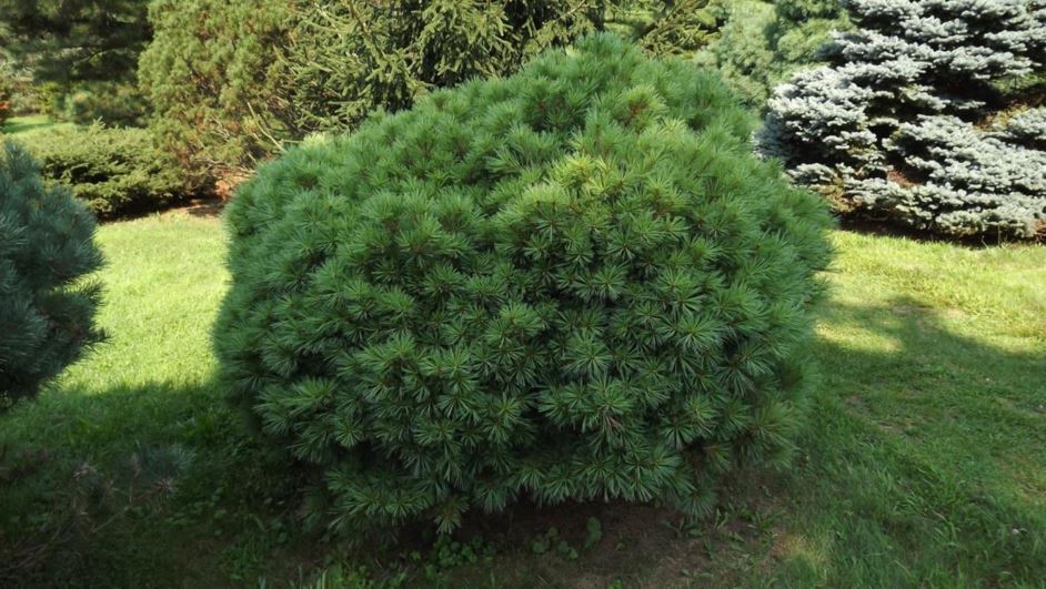 Pinus strobus 'Curtis Dwarf' - Curtis Dwarf eastern white pine