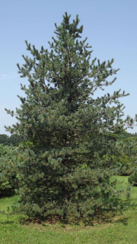 Pinus parviflora 'Templehof' - Templehof Japanese white pine