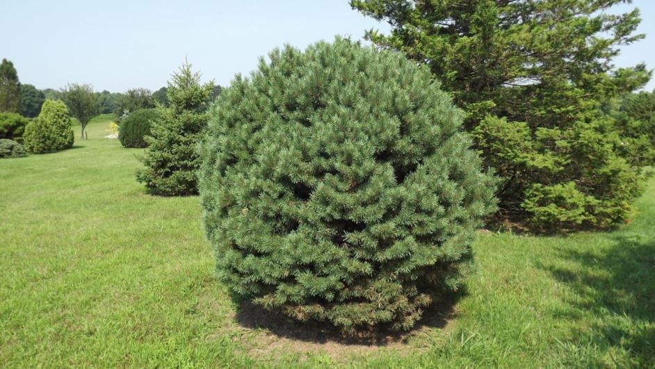 Pinus sylvestris 'Bergman' - Bergman Scots pine