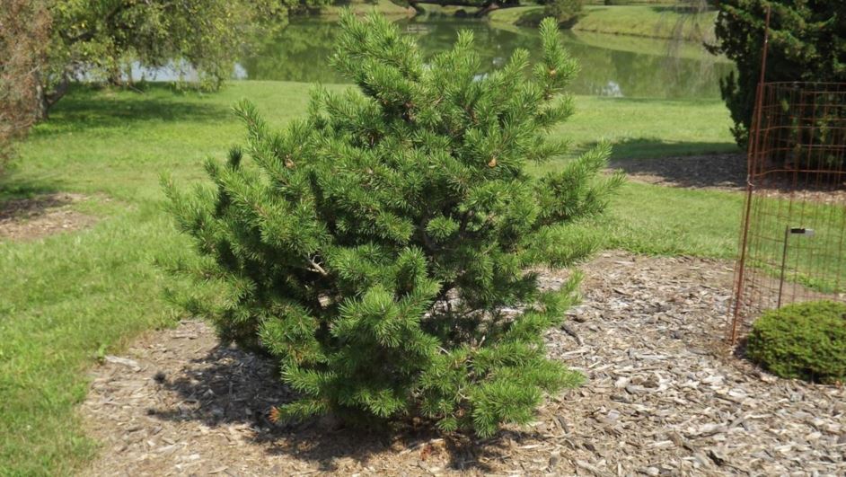 Pinus banksiana 'Prairie Union' - Prairie Union jack pine