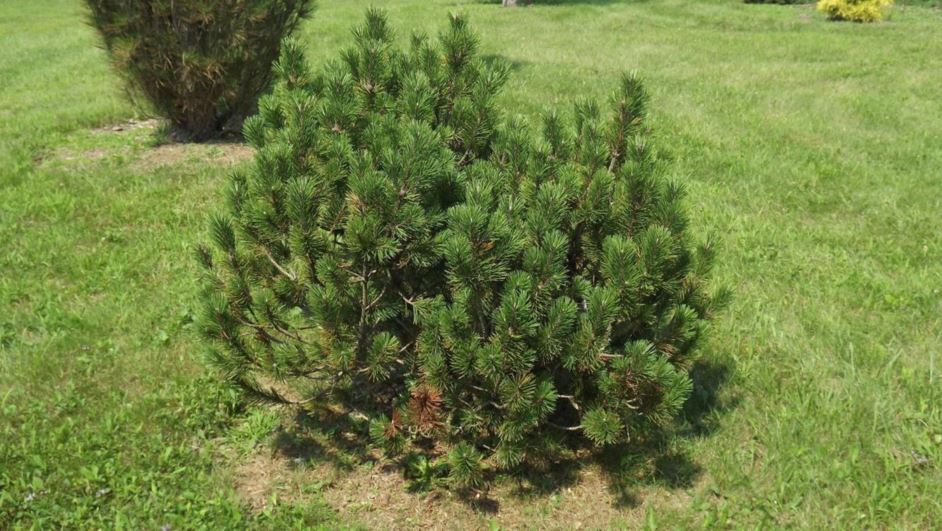 Pinus mugo 'Aurea Fastigiata' - golden upright mugo pine, golden upright Swiss mountain pine