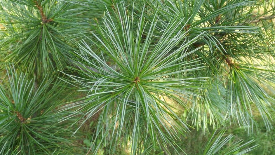 Pinus armandii - Chinese white pine, Armand pine