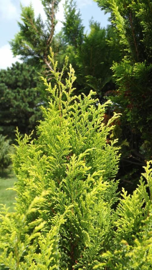 Chamaecyparis pisifera 'Betcher' - Betcher sawara false cypress