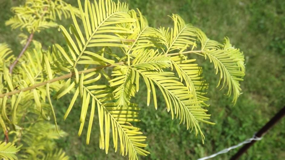 Metasequoia glyptostroboides 'Golden Guusje' - Golden Guusje dawn redwood