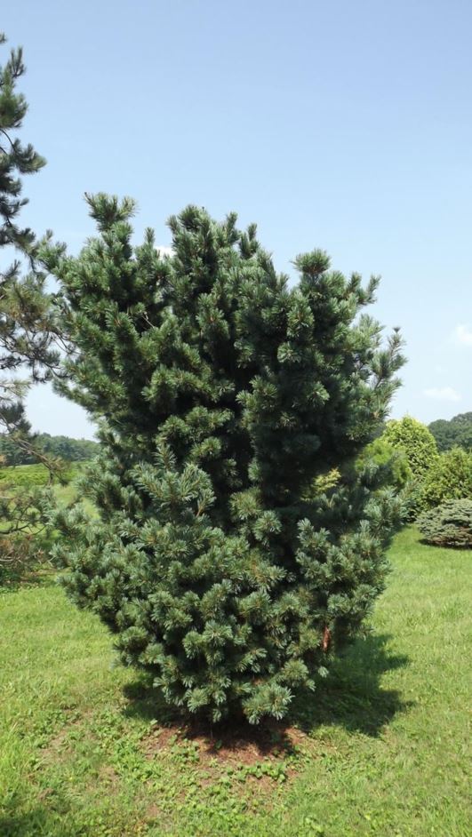 Pinus parviflora 'Gimborn's Ideal' - Gimborn's Ideal Japanese white pine