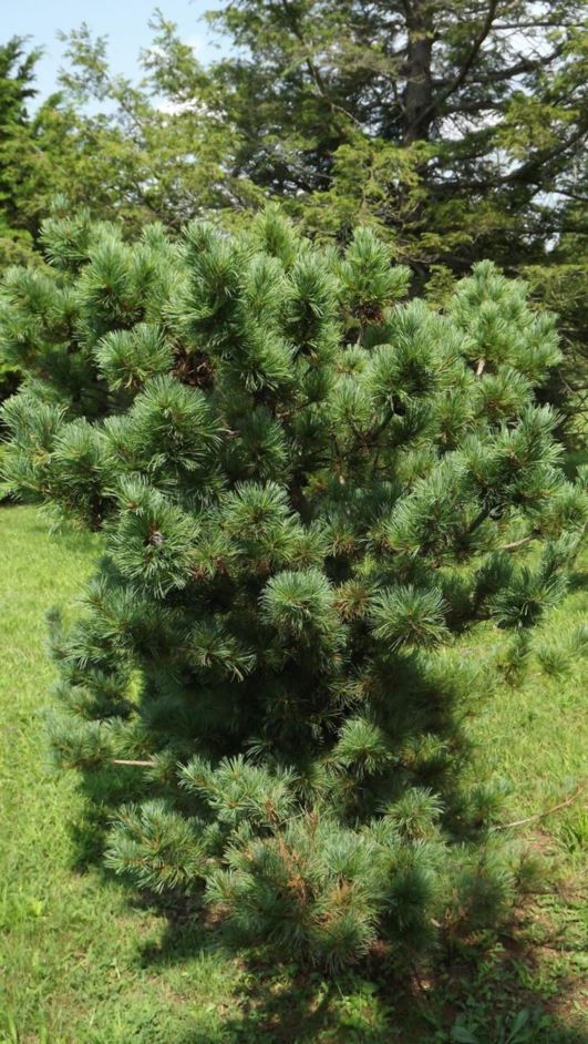 Pinus parviflora 'Ara-kawa' - Ara-kawa Japanese white pine
