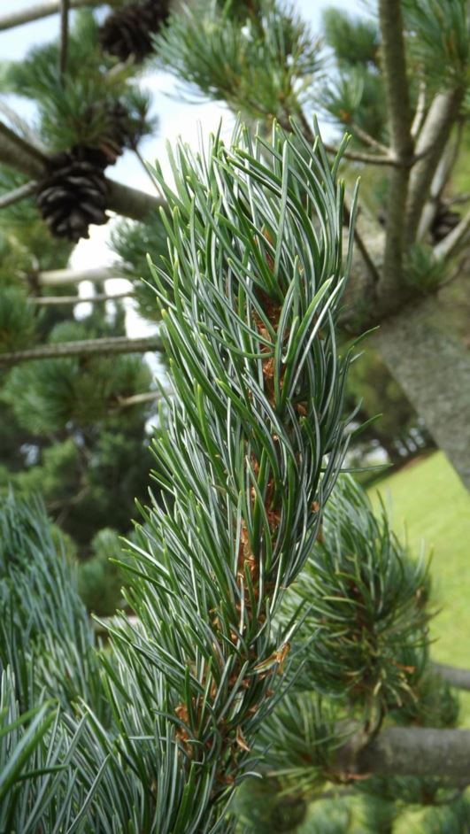 Pinus parviflora 'Remarkable Rich' - Remarkable Rich Japanese white pine
