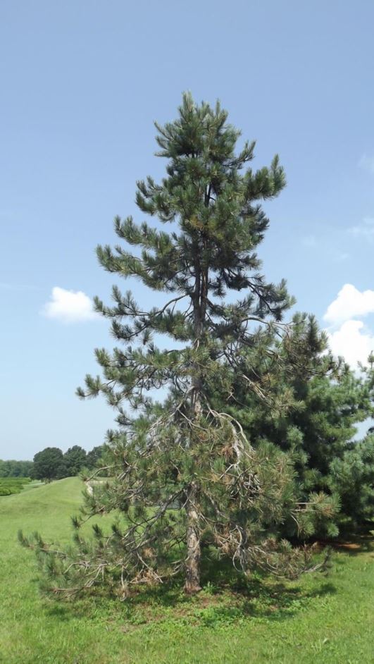 Pinus nigra 'Monstrosa' - Monstrosa Austrian pine
