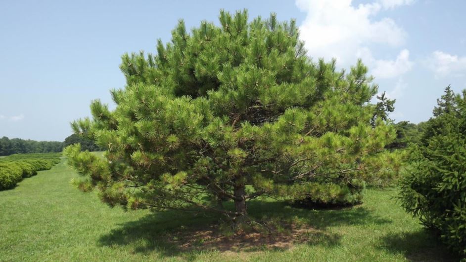 Pinus densiflora 'Sunburst' - Sunburst Japanese red pine