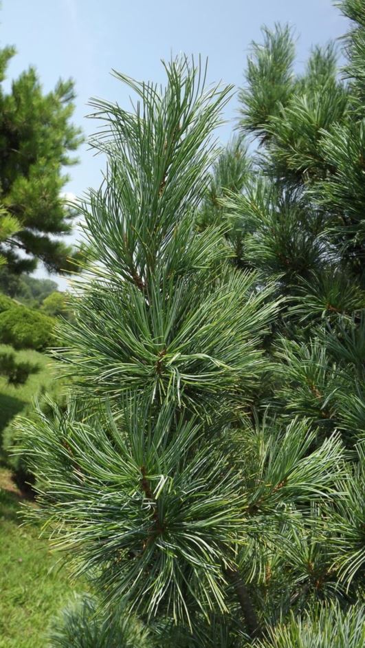 Pinus koraiensis 'Morris Blue' - Morris Blue Korean pine