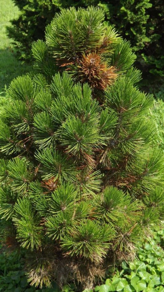 Pinus leucodermis 'Emerald Arrow' - Emerald Arrow Bosnian pine
