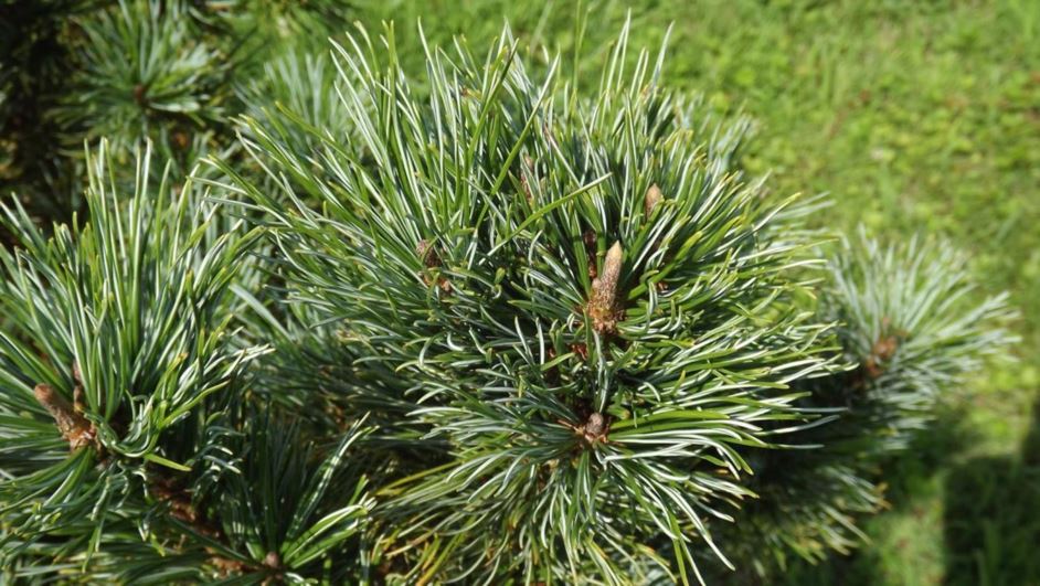 Pinus pumila 'Typica' - Typica Japanese stone pine, Typica dwarf Siberian pine