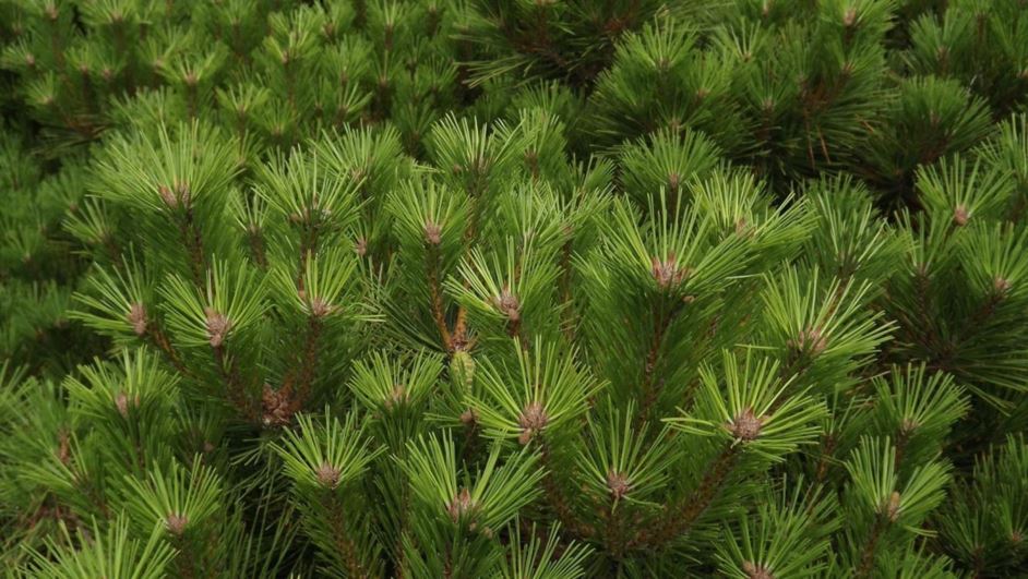 Pinus resinosa 'Don Smith' - Don Smith red pine