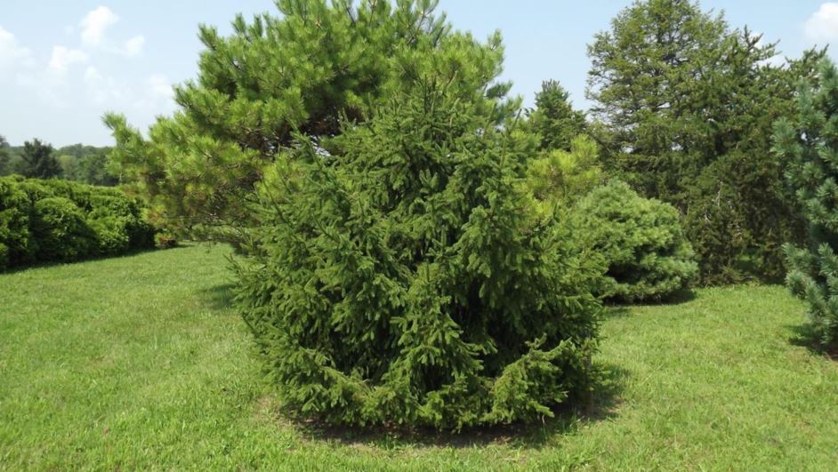 Picea abies 'Finland' - Finland Norway spruce