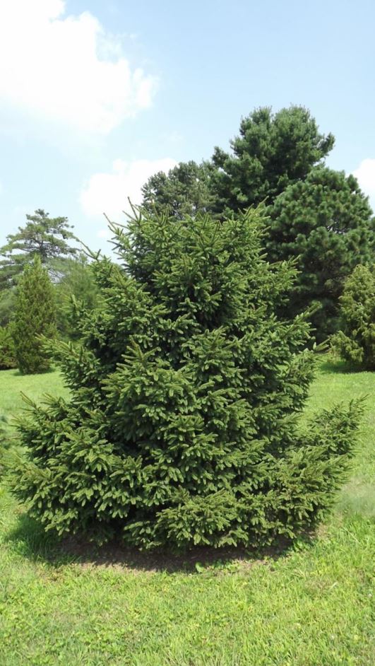 Picea abies 'Arnold Dwarf' - Arnold Dwarf Norway spruce