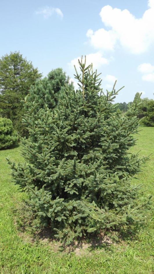 Picea koraiensis - Korean spruce