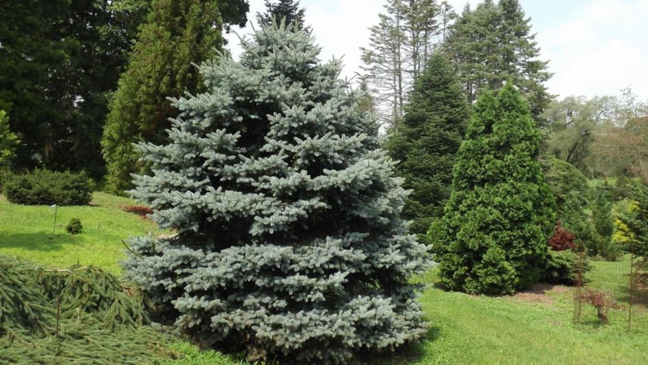 Picea pungens 'Fat Albert' - Fat Albert Colorado blue spruce