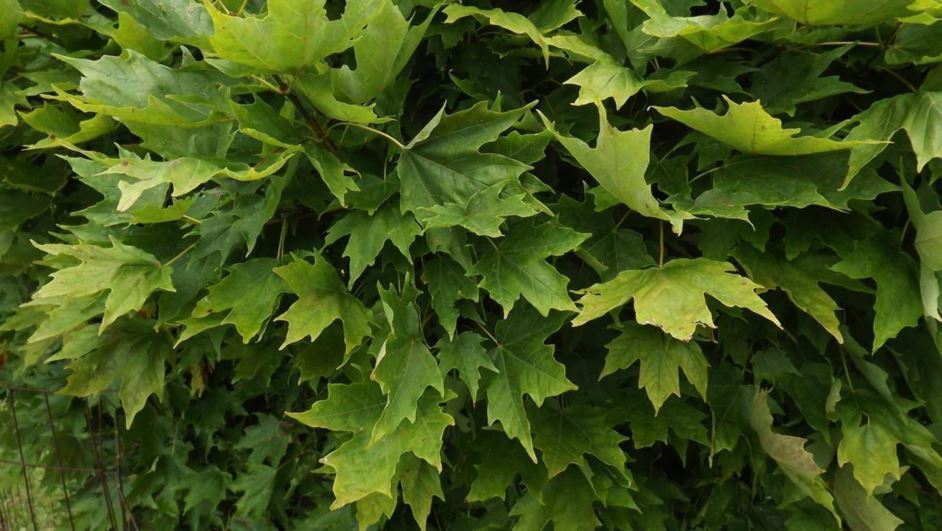 Acer saccharum 'Shawnee' - Shawnee sugar maple
