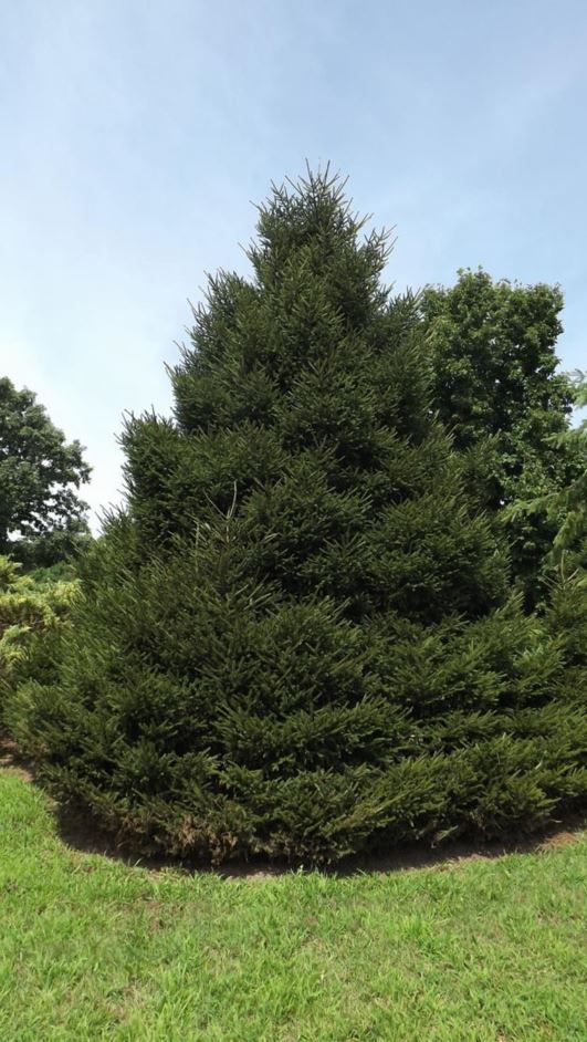 Picea orientalis 'Nana' - dwarf oriental spruce