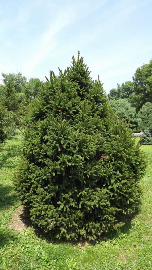 Picea abies 'Barryi' - Barry Norway spruce